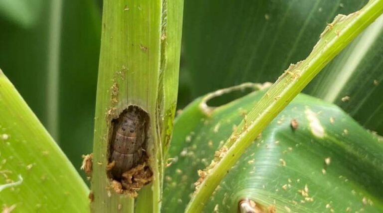 Integrated Approach Offers Fresh Arsenal in Battle Against Fall Armyworm
