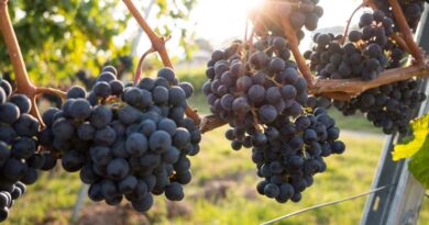 Mancozeb Market Size to be Worth USD 2651.97 Million by 2032