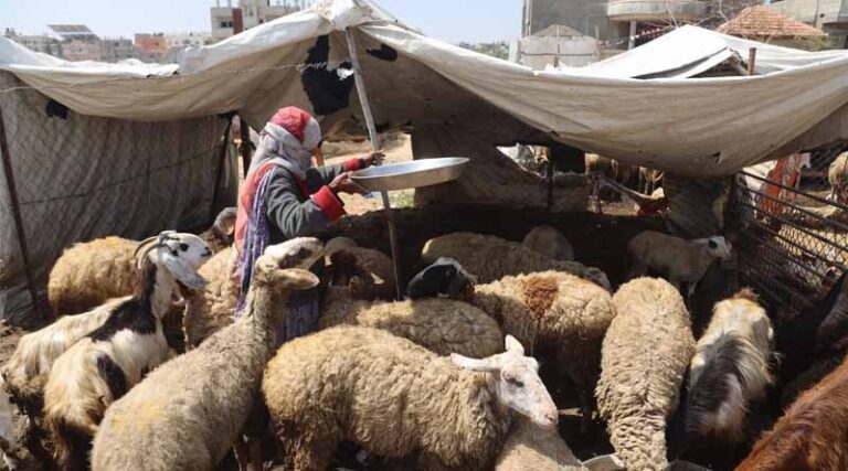FAO Sounds Alarm Over High Risk of Famine Across the Whole Gaza Strip Amidst Humanitarian Access Constraints