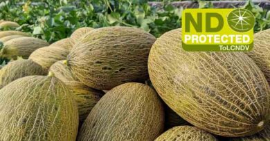 Discover Piel De Sapo Melon with Tomato Leaf Curl New Delhi Virus Resistance