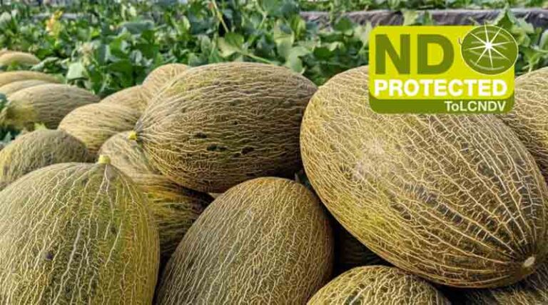 Discover Piel De Sapo Melon with Tomato Leaf Curl New Delhi Virus Resistance