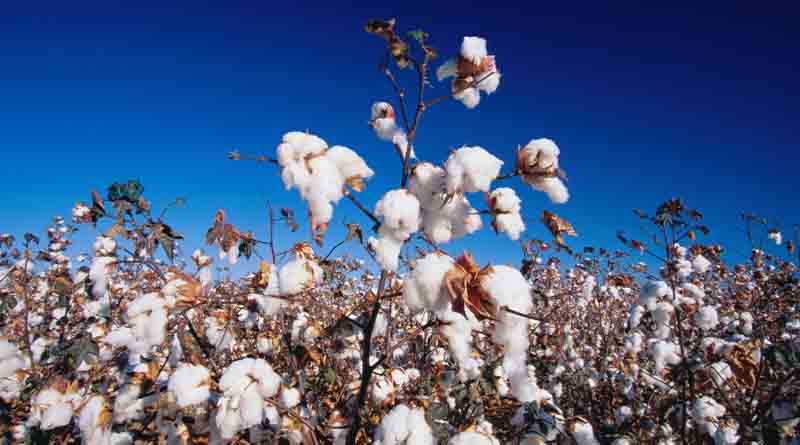 Bayer Announces Commercial Release of XtendFlex Cotton and Approval for Over-the-Top use of XtendiMax 2 Herbicide with VapourGrip Technology in XtendFlex cotton