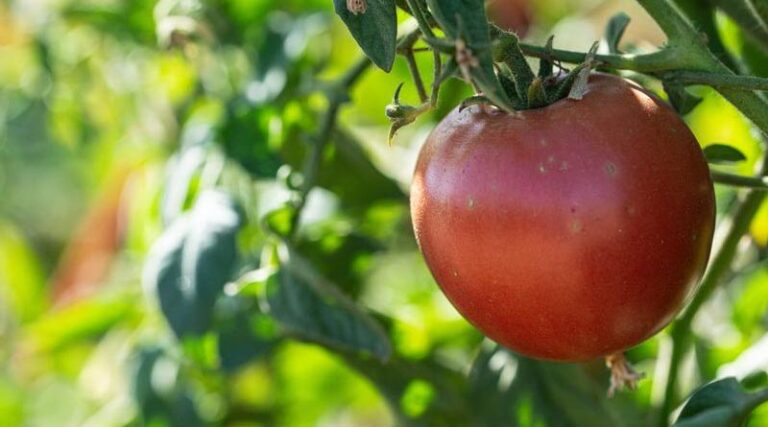 Researchers Examine How Early Harvest, Storage Affect Tomatoes