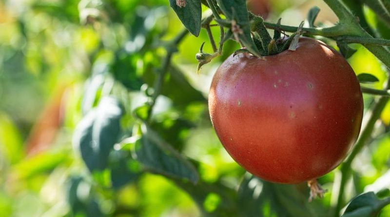 Researchers Examine How Early Harvest, Storage Affect Tomatoes