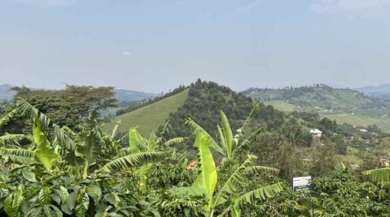Resilient Beans: Uganda’s Innovative Approach To Sustainable Coffee Farming