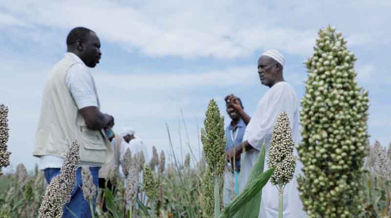 Sudan is Facing an Unprecedented Hunger Catastrophe, Say UN Agency Chiefs