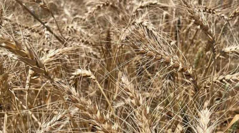 Maximizing Wheat Productivity With Supplemental Irrigation