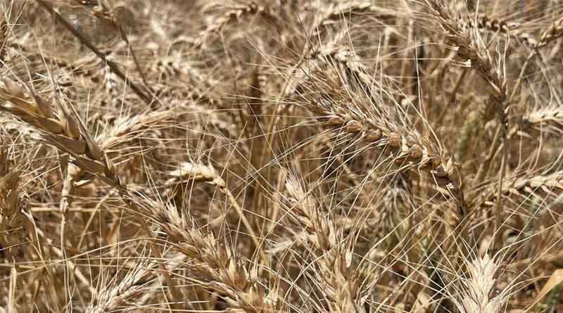 Maximizing Wheat Productivity With Supplemental Irrigation