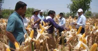 Heat Tolerant Maize: a Solution for Climate Change-induced 360◦ Water Deficits