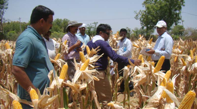 Heat Tolerant Maize: a Solution for Climate Change-induced 360◦ Water Deficits