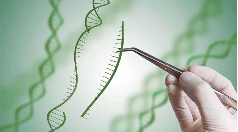 Syngenta Opens Rights to Genome-editing and Breeding Technologies to Boost Agricultural Innovation