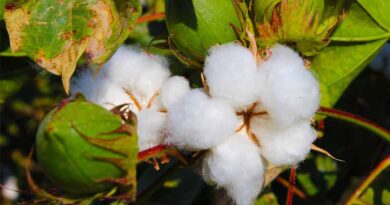 Researchers Create Valuable Genomic Tools for the Cotton Industry