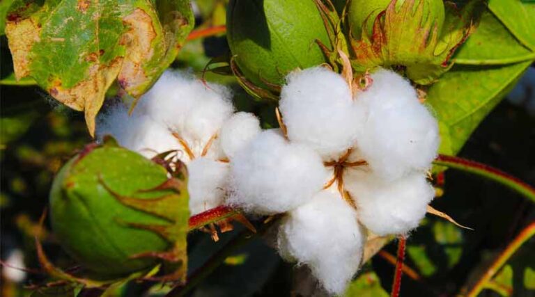 Researchers Create Valuable Genomic Tools for the Cotton Industry
