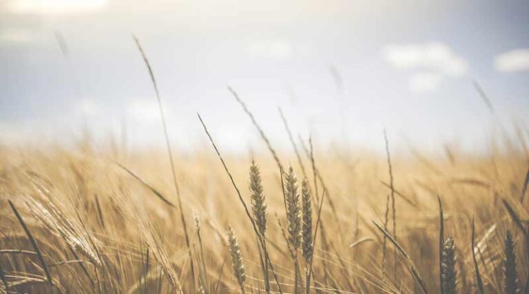 Today's Wheat Mandi Rate (June 2024)