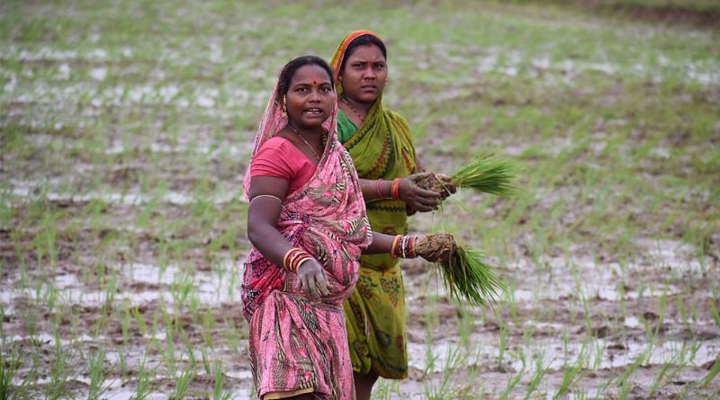 India's Rice Heartland: Top 5 Rice Producing States in 2023-24