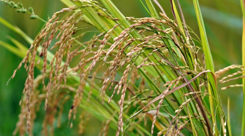 Telangana Emerges as India's Rice Kingpin