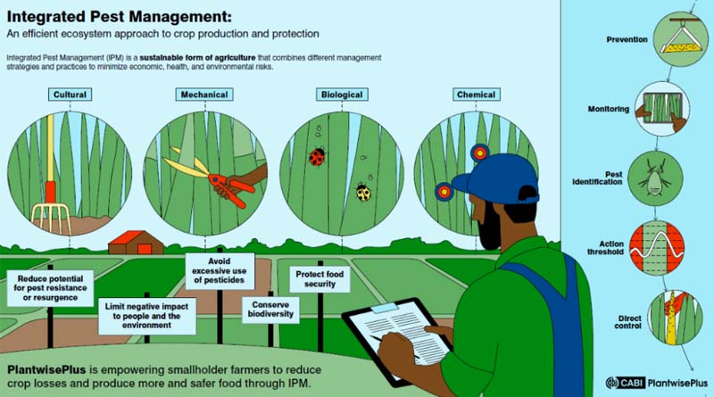 Pesticide Risk Reduction Can Contribute to Food Safety – Here’s How