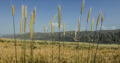 FAO Food Price Index inched up in May for third consecutive month