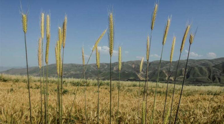 FAO Food Price Index inched up in May for third consecutive month