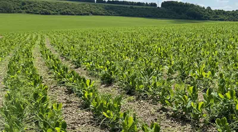 Pulse Protection for Rapid Leaf Growth