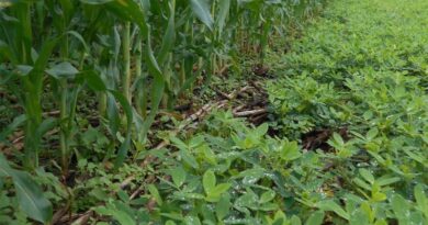 It’s time to scale: Emerging lessons from decades of Conservation Agriculture research in Southern Africa