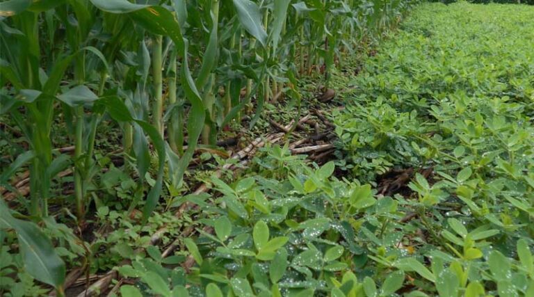 It’s time to scale: Emerging lessons from decades of Conservation Agriculture research in Southern Africa