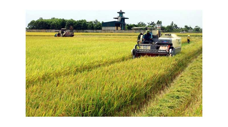 Vietnamese Rice Continues to Dominate Philippine Market Despite Policy Shifts