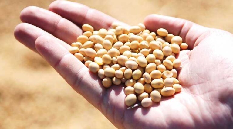Soybean