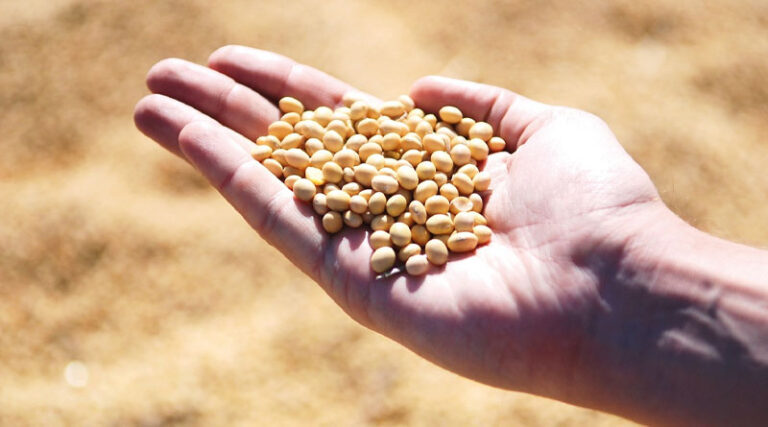 Indian Institute of Soybean Research Announces Suitable Sowing Dates for Soybean Farmers