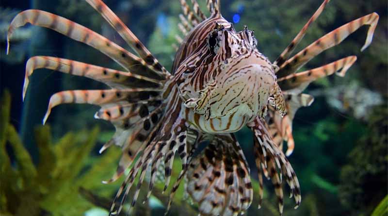 Invasive Alien Species Biggest Threat to Biodiversity and Livelihoods in Caribbean, According to New Field Guide