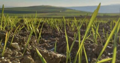 From Field To Satellite: Advancing Nitrogen Use For Durum Wheat In Tunisia