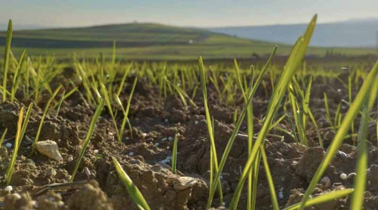 From Field To Satellite: Advancing Nitrogen Use For Durum Wheat In Tunisia