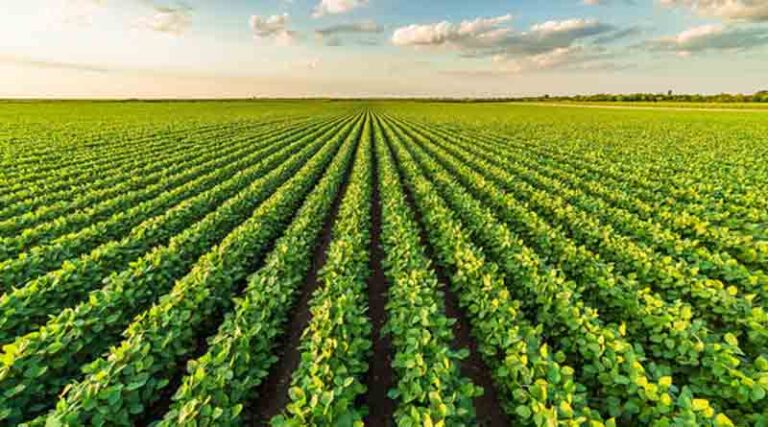 Agdia Launches ELISA and ImmunoStrip® Test Kits for Detection of Emerging Soybean Pathogen