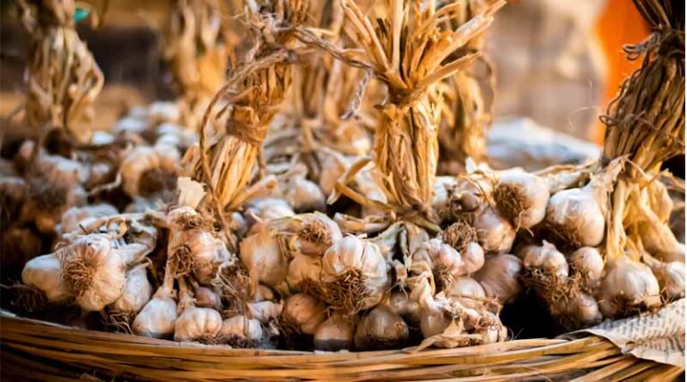 Kashmir's Garlic Production Soars With Chinese Seeds; Elevate Quality and Shelf Life
