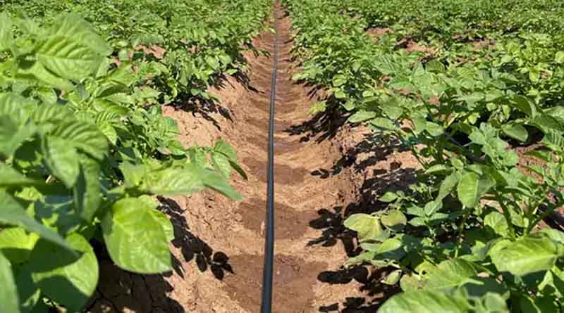 Improved Potato Crop Uniformity using Drip Irrigation, Rivulis Trial Reveals