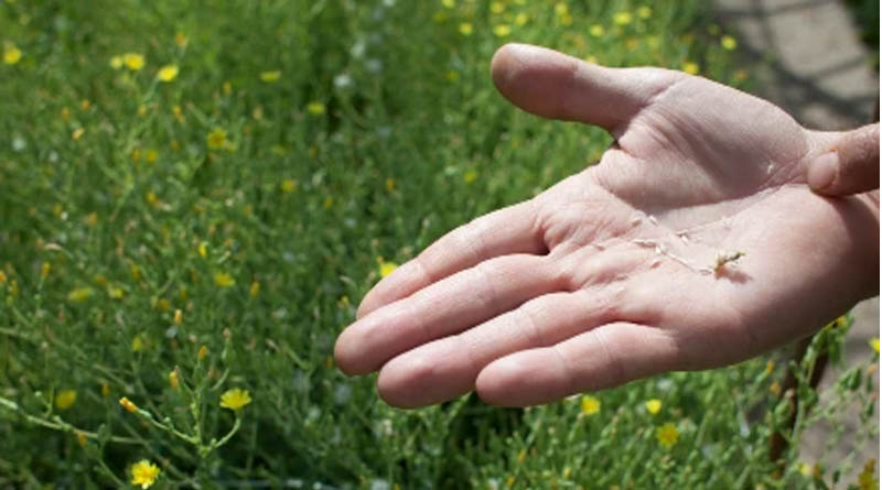 A Peek Behind the Scenes of Organic Seed Production