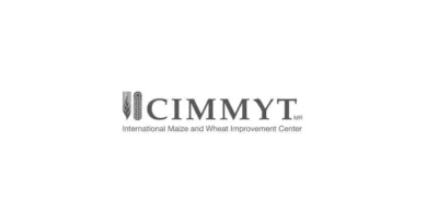 CIMMYT Scientist Recognized With Research Leader Award