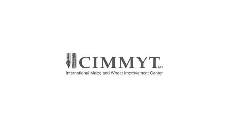 CIMMYT Scientist Recognized With Research Leader Award