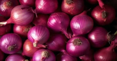 Today's Onion Mandi Rate (as on 25 June 2024)