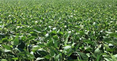 List of recommended soybean varieties for hilly areas of Himachal Pradesh, Uttar Pradesh and Uttarakhand (Kharif 2024)