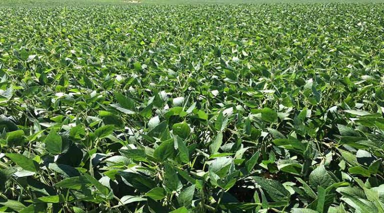 List of recommended soybean varieties for hilly areas of Himachal Pradesh, Uttar Pradesh and Uttarakhand (Kharif 2024)