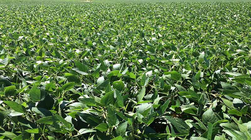 List of recommended soybean varieties for hilly areas of Himachal Pradesh, Uttar Pradesh and Uttarakhand (Kharif 2024)