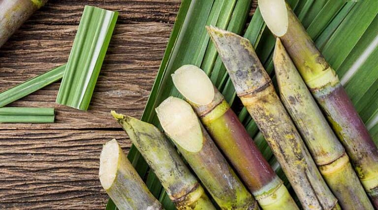 Sugarcane