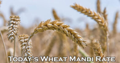 Today's Wheat Mandi Rate (as on 27 June 2024)