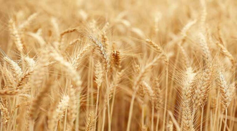 Today's Wheat Mandi Rate (as on 29 June 2024)