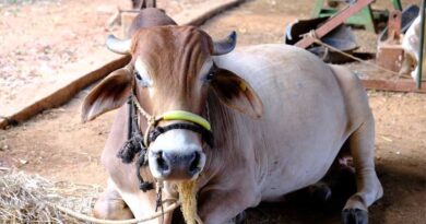 Careful of Zoonoses diseases that can transfer from farm animals to humans