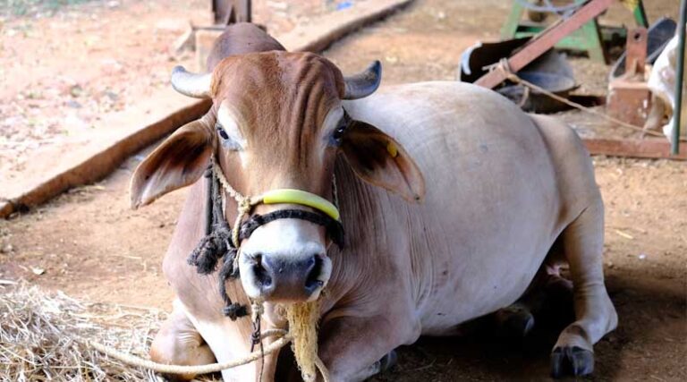 Careful of Zoonoses diseases that can transfer from farm animals to humans