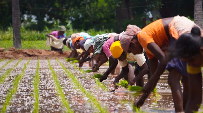 Increase in Support Prices of Oilseeds and Pulses Pushes Sowing Acreage by Over 50 Percent