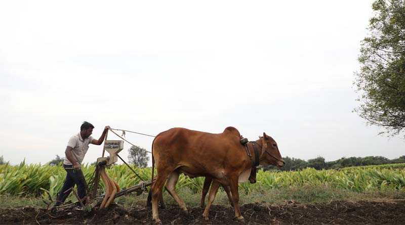 Millets Fail to Attract Farmers; Acreage Down by 80 Percent
