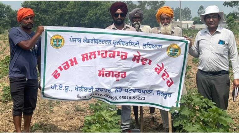 Cotton Cultivation in Sangrur and Malerkotla Down by 800 Hectares; Whitefly Infestation Found Above ETL